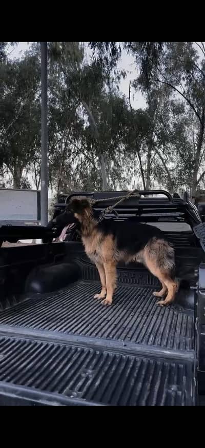 German Shepherd Dog for Sale