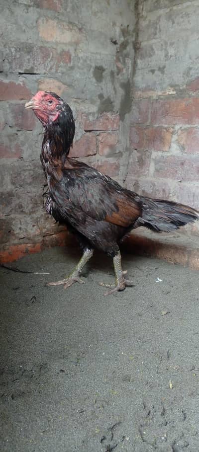 2 breeder female burmi or thai high quality 03244273038