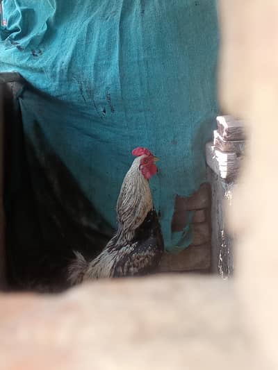Aseel young rooster