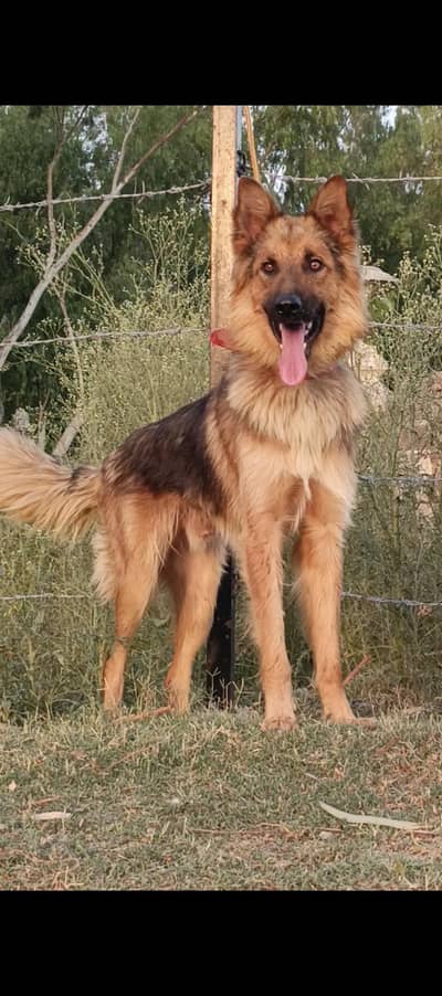 Belgium Shepherd mail 8 month for sale