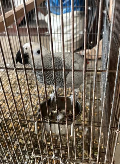 African Gray