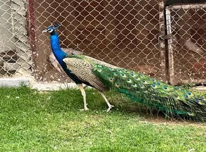 Beautiful peacock pair male and female
