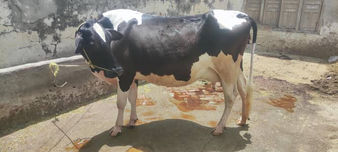 cross fresian pregnant cow 9 month pory