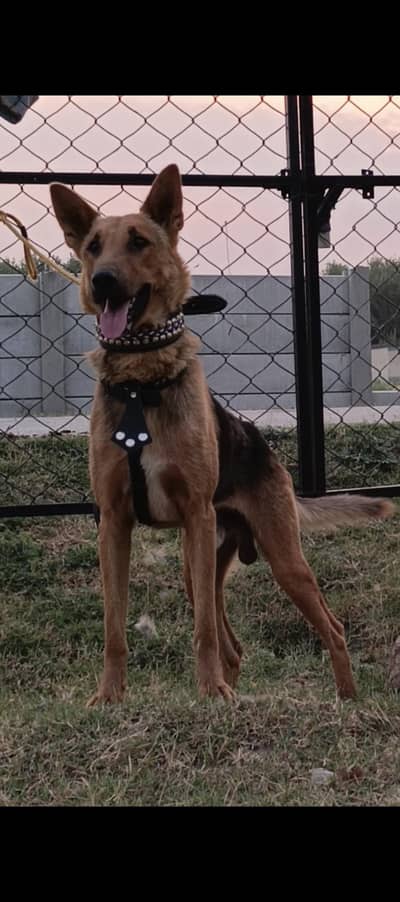 Alsatian mail 11 months for sale
