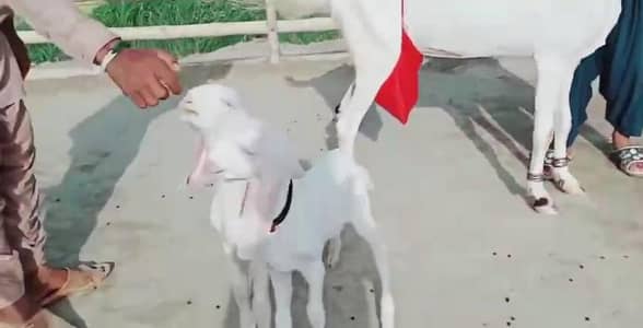 2 Bacchon ka sath Desi Bakri For Sale call _ 03246711890