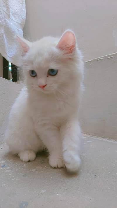 Persian kitten Male 1.5 month . Contact 03177171649