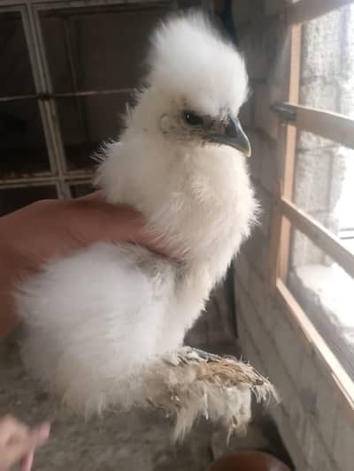 heera aseel, heera chicks