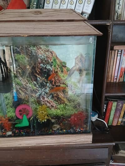 Aquarium for sale