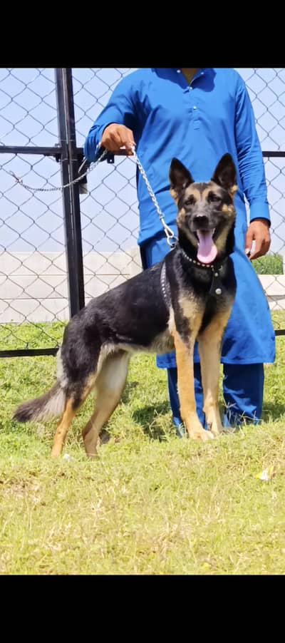 Alsatian female 12 month for sale