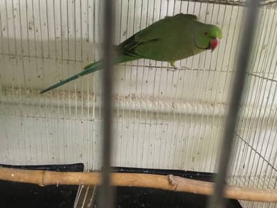 Ringneck Breeder Pair For Sale