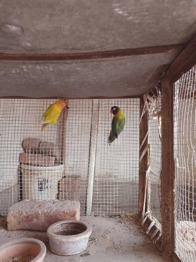 love birds pair