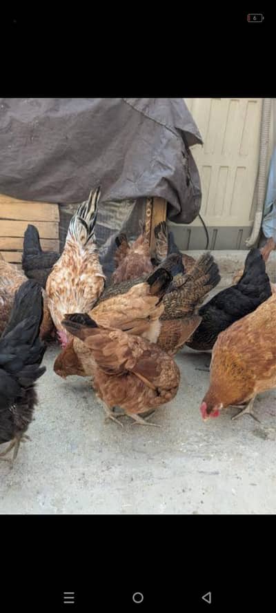 hens for sale