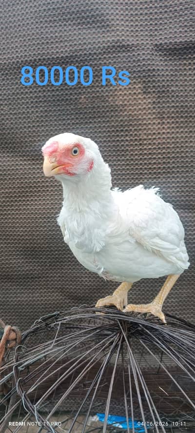 Indian parrot beak Female 80000
