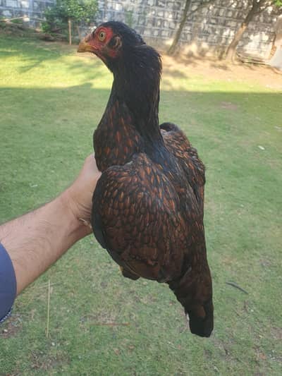 Pure Aseel Patthe and Patthiyan for Sale High Quality Elite bloodline