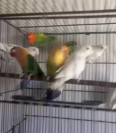 love bird per piece 1200 breeder set up