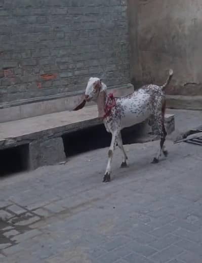 2 عدد خوبصورت مکھے چینے بکرے برائے فروخت