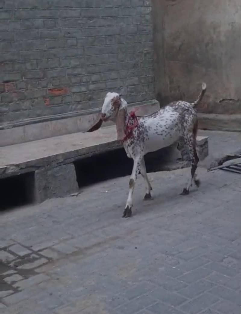 2 عدد خوبصورت مکھے چینے بکرے برائے فروخت 0