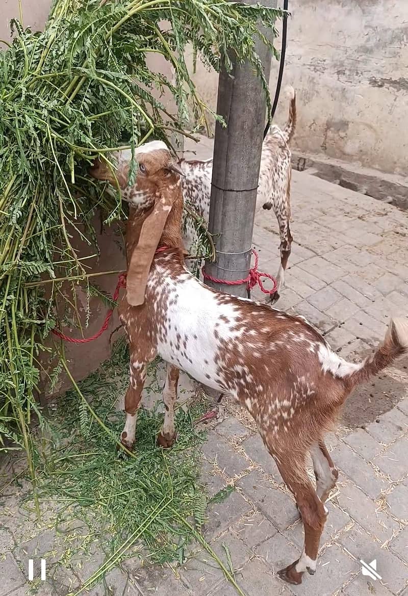 2 عدد خوبصورت مکھے چینے بکرے برائے فروخت 1