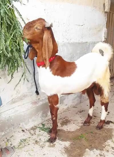 Bakra Jori Available for sale location Karachi