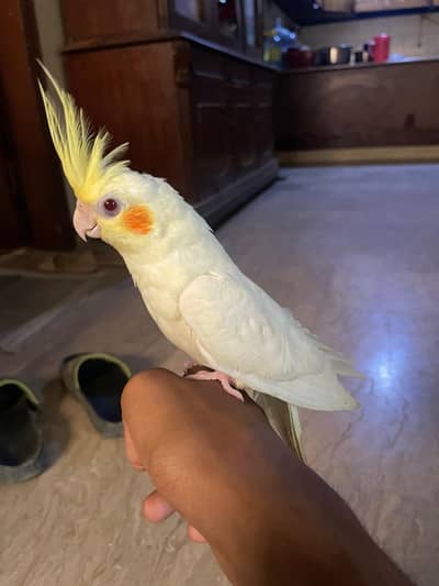 Cream Cocktail Hand Tame pair for Sale