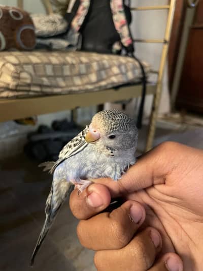 Budgie Hand Tame for Sale