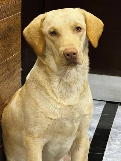 American Labrador