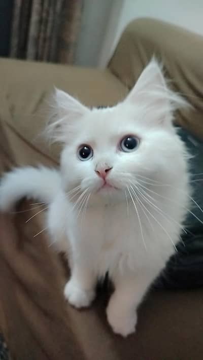 Persian kitten