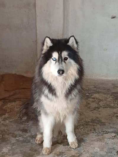 saibarian husky male