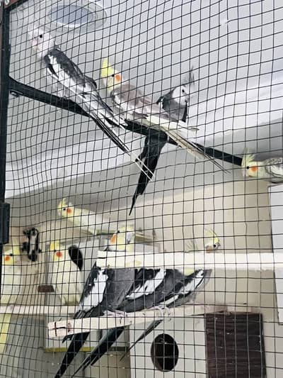 Cocktail/Creem cocktail / gray cockail  / conure/green cheeked conure