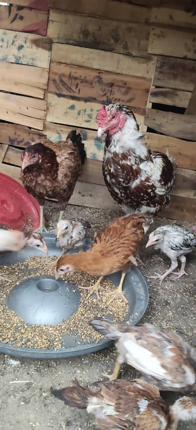5 checks and male and female home breed