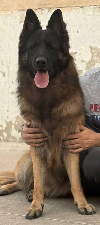 German shepherd triple coat
