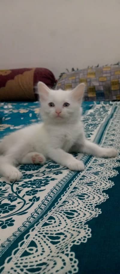 Persian Kitten Cats for Sale Healthy, Playful & Pure Breed | 7500 each