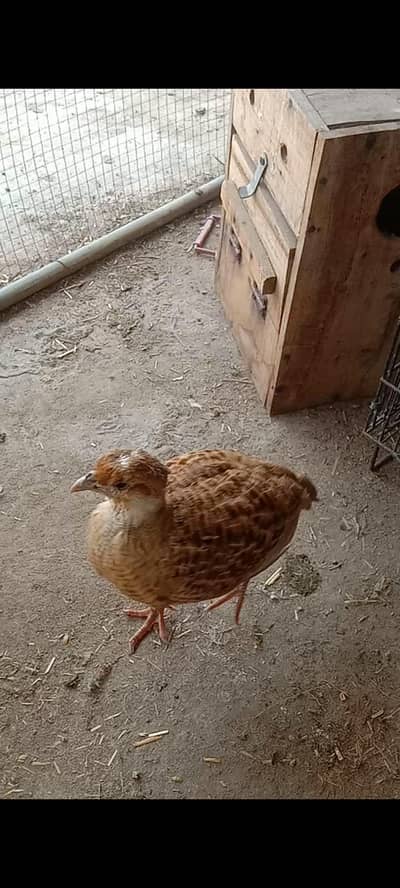 Irani breeder male