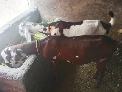 healthy and active goats