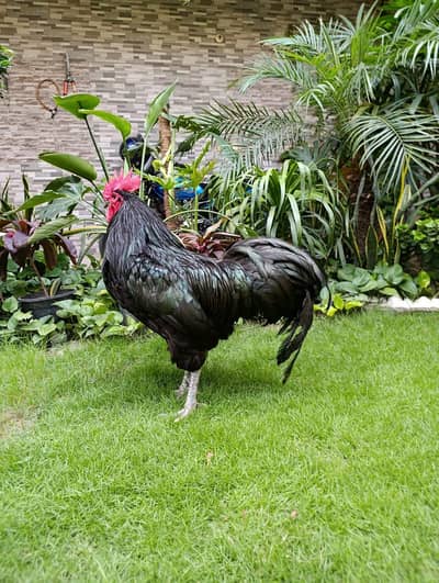 Black australorp heritage 1+2 for sale   chiks also available