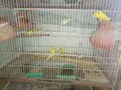 Australian birds with steel cage