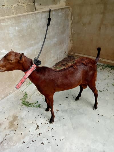 Andu Bakra