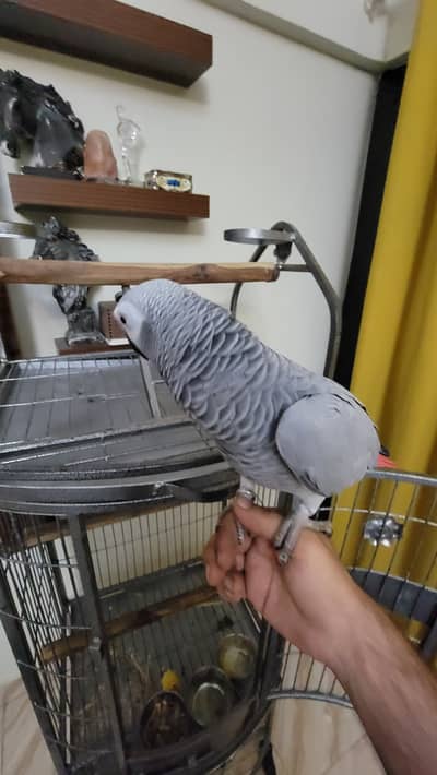 Grey Parrot with Cage