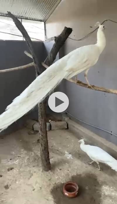 White Peahen eggs peacock
