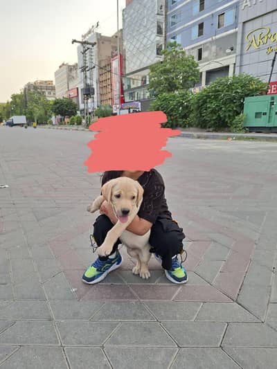 British Labrador pup for SALE