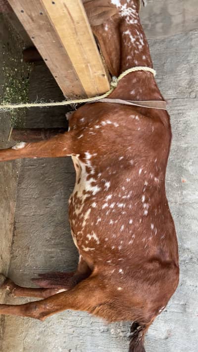 Fresh young 2 sue sui hue bakri urgent for sale