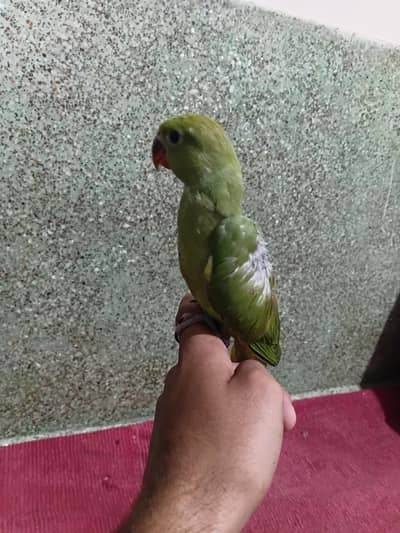 jhanda conure or green ringneck