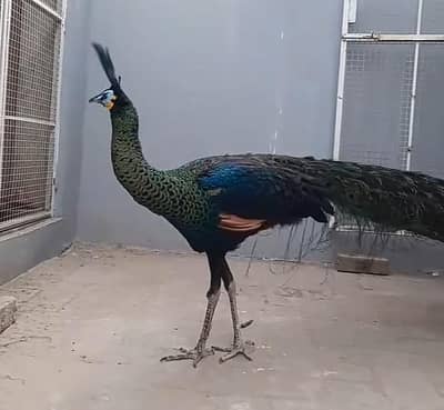 Indian Blue Peacock For Sale