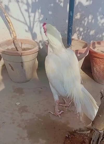 aseel heera breeder pair