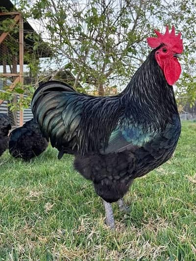 Australorp chiks for sale healthy and active rare breed