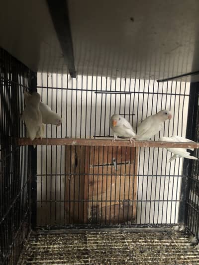 Albinos & decino lovebirds