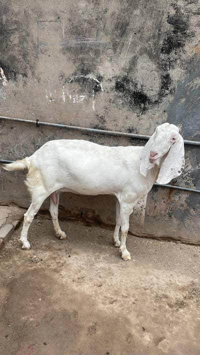 white beetle goat for sale