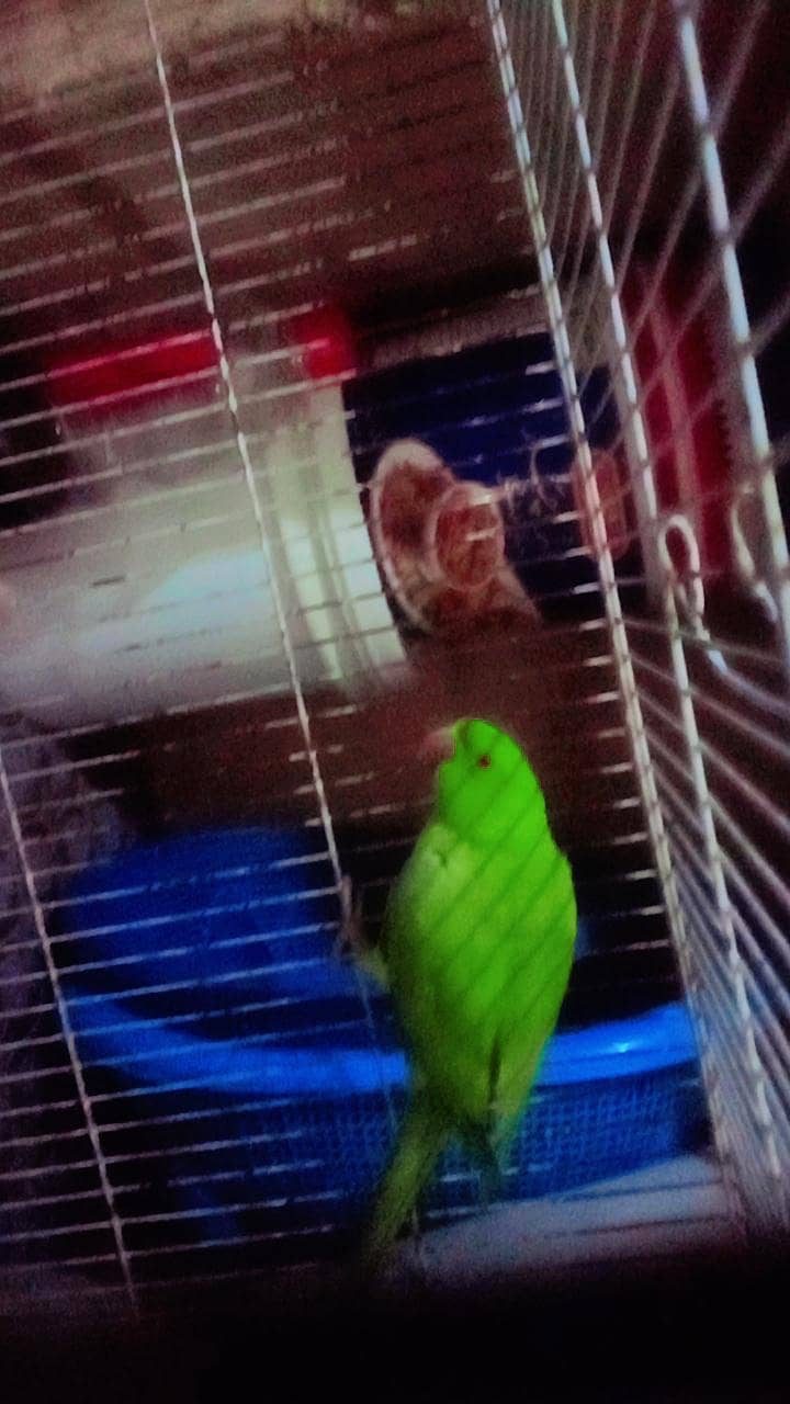 parrot 0
