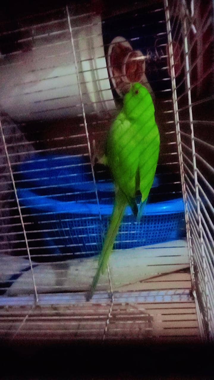 parrot 1