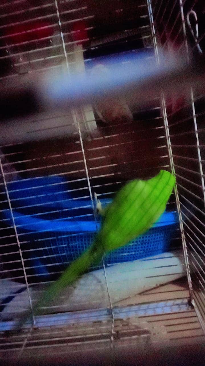 parrot 2